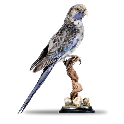 Null 
Sealed Bid Auction

Taxidermy: Two Rosella parrots

recent

23cm high over&hellip;