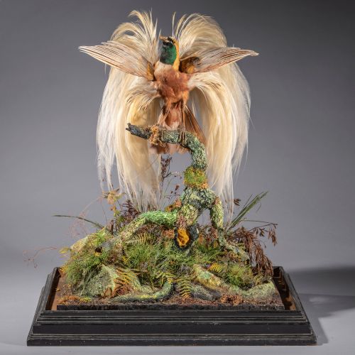 Null 
Taxidermy: An impressive Lesser bird of Paradise in mirrored case

circa 1&hellip;