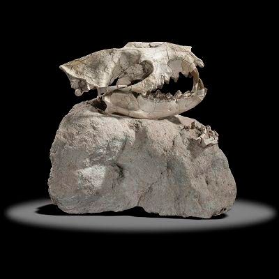 Null 
Sealed Bid Auction

Natural History: A rare Hyenadon skull and paw on matr&hellip;