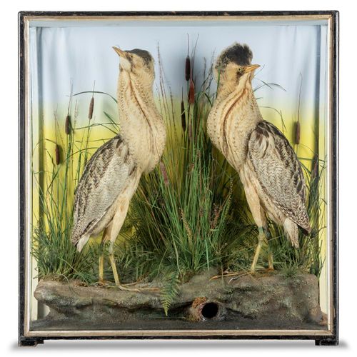 Null 
Taxidermy: A rare pair of Bitterns by Hutchings of Aberyswyth with label

&hellip;