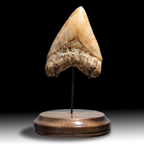 Null 
Natural History: A very large Megalodon tooth

Indonesian Miocene 

14.6cm&hellip;
