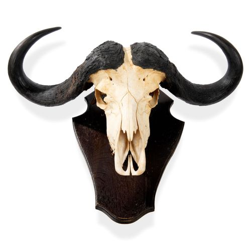 Null Sealed Bid Auction
Taxidermy/Natural History: A large Cape Buffalo trophy o&hellip;