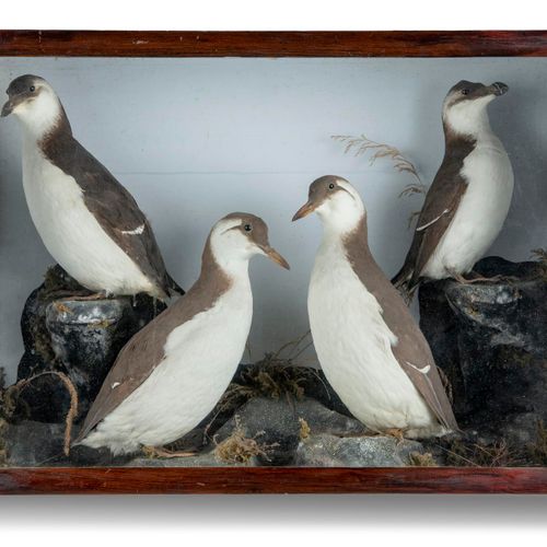 Null Sealed Bid Auction
Taxidermy: A case of Guillemots

late 19th century 

54c&hellip;