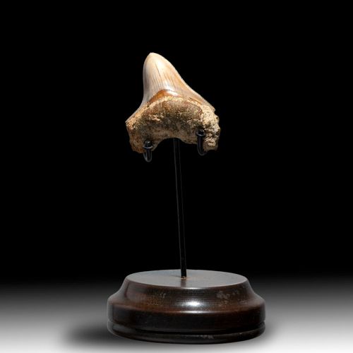 Null 
Natural History: An unusually small Megalodon tooth

Indonesia, Miocene 

&hellip;
