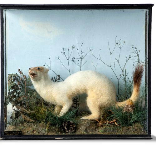 Null Sealed Bid Auction
Taxidermy: A Stoat by Pratt and Sons of Brighton

early &hellip;