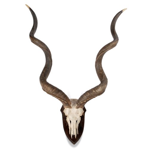 Null 
Natural History: A massive Greater Kudu trophy on shield

early 20th centu&hellip;