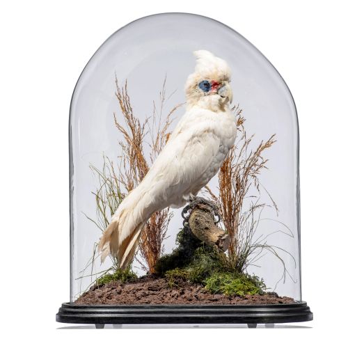 Null 
Taxidermy: A little Corella cockatoo in oval glass dome

19th century

44c&hellip;