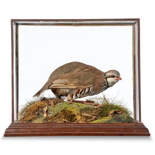 Null 
Taxidermy: A Red Legged Partridge by Spicer

early 20th century 

with han&hellip;