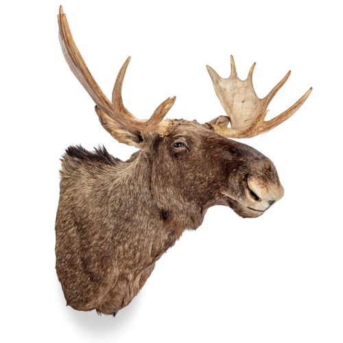 Null Sealed Bid Auction
Taxidermy: A Moose head mount 

recent 

120cm high by 1&hellip;