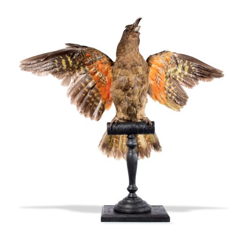 Null 
Taxidermy: A full mount New Zealand Kea

Victorian

unusually mounted on a&hellip;