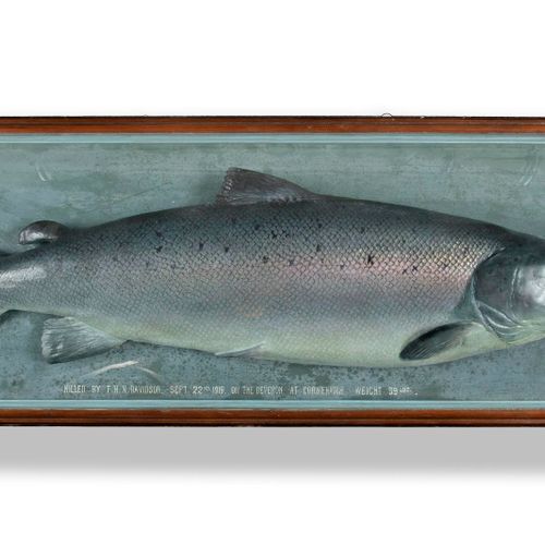 Null 
Taxidermy: An Impressive Mallock barrel Salmon

early 20th century 

51cm &hellip;