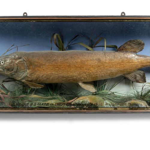 Null 
Taxidermy: A large Pike in bow fronted case

Irish, Lough Erne, 1902 

48c&hellip;