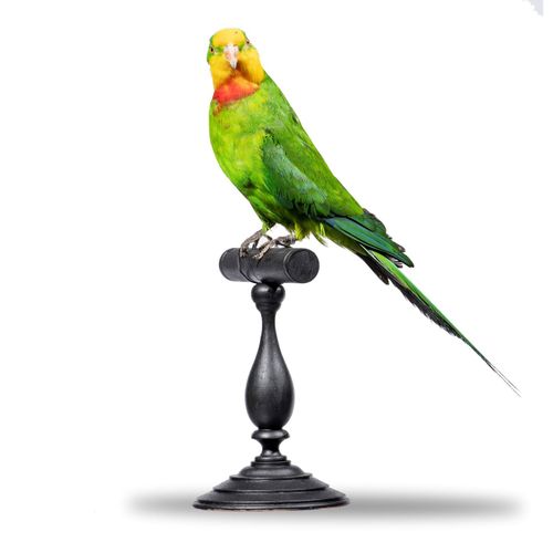 Null 
Sealed Bid Auction

Taxidermy: A superb parrot on stand

recent

40cm high&hellip;