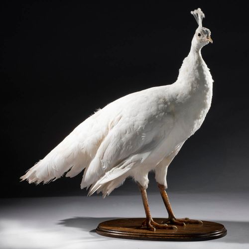 Null Sealed Bid Auction
Taxidermy: A white Peahen

modern

68cm high

Sealed Bid&hellip;