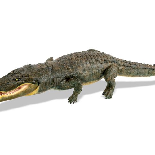 Null Sealed Bid Auction
Taxidermy: A large replica crocodile

modern 

29cm long&hellip;