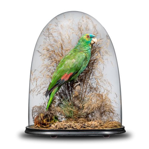 Null 
Taxidermy: A green headed Amazon parrot

circa 1900

preserved under a Vic&hellip;