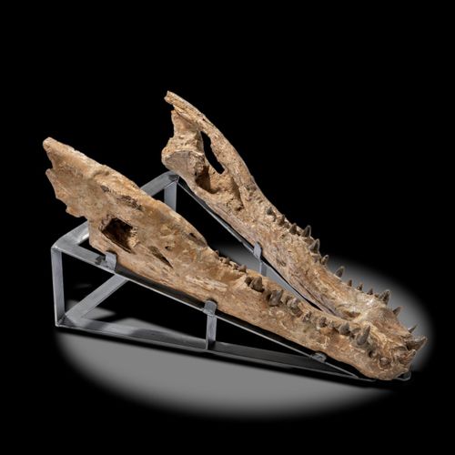 Null Sealed Bid Auction
Natural History: A crocodylus Siamensis lower Jaw

Indon&hellip;