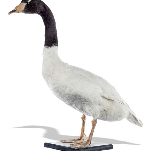 Null Sealed Bid Auction
Taxidermy: A full mount hybrid goose

mid 20th century 
&hellip;