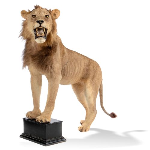 Null 
Taxidermy: A full mount lion

mid 20th century 

front paws on block stand&hellip;