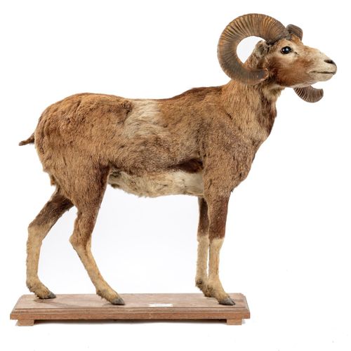 Null Sealed Bid Auction
Taxidermy: A Sardinian Ram

mid 20th century 

87cm high&hellip;