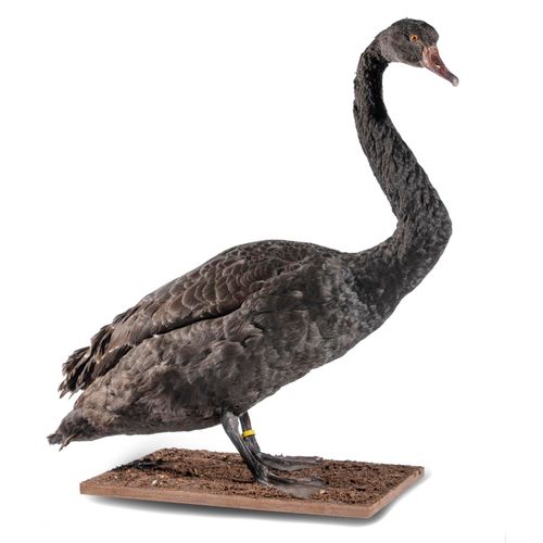Null Sealed Bid Auction
Taxidermy: A Black swan full mount 

recent 

74cm high
&hellip;