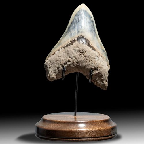 Null 
Natural History: A very large Megalodon tooth

Indonesian, Miocene 

16.2c&hellip;