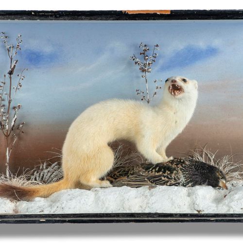 Null Sealed Bid Auction
Taxidermy: A case of a stoat reputedly by Ponchaud of Ch&hellip;