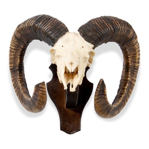 Null Sealed Bid Auction
Taxidermy: A pair of Rams head trophies on shields

mode&hellip;
