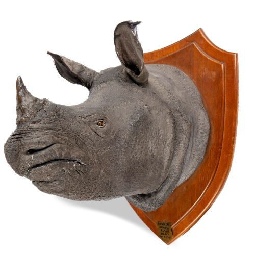 Null 
Taxidermy: Rowland Ward: A rare Indian Rhino trophy on shield 

with detai&hellip;