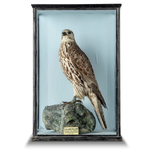 Null 
Taxidermy: An Icelandic Falcon by Chawkley

late 19th century

with label &hellip;