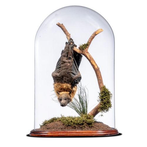 Null Sealed Bid Auction
Taxidermy: A Grey-headed hanging bat in glass dome

rece&hellip;