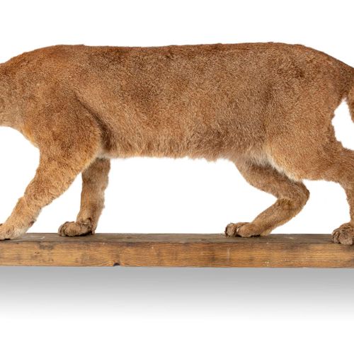 Null Sealed Bid Auction
Taxidermy: A wall mounted puma on a beam

recent

140cm &hellip;