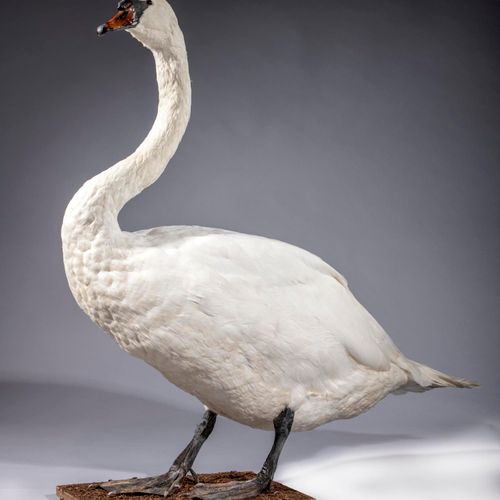 Null Sealed Bid Auction
Taxidermy: A full mount mute swan on stand

recent

115c&hellip;