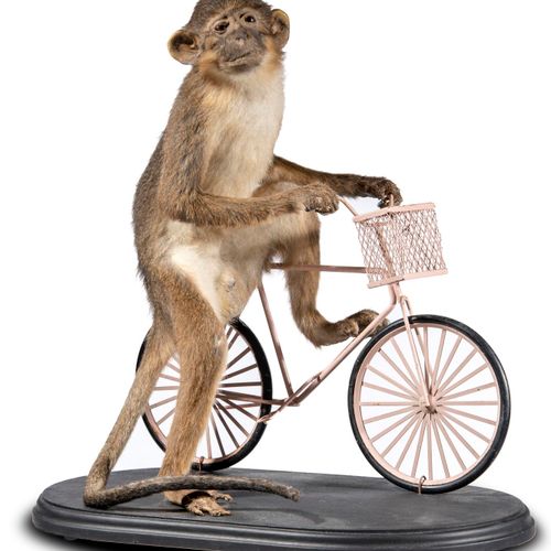 Null 
Sealed Bid Auction

Taxidermy: A Monkey (Golden bellied mangabey) on bicyc&hellip;