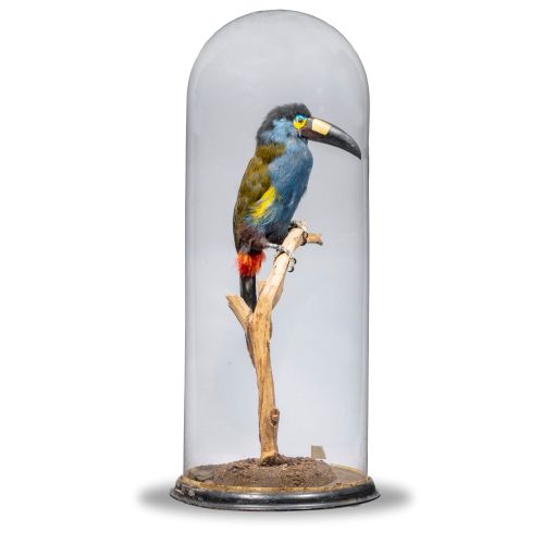 Null 
Taxidermy: A very unusual Plate-billed Mountain Toucan

South American

in&hellip;