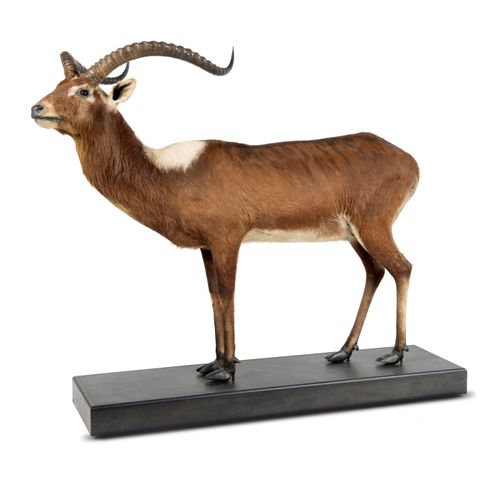 Null Sealed Bid Auction
Taxidermy: A Nile Lechwe full mount probably by Zimmerma&hellip;