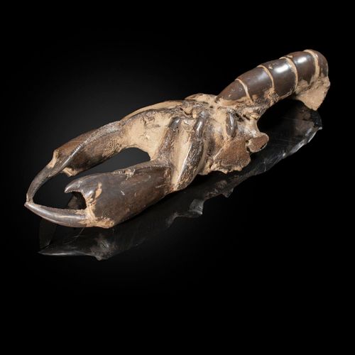 Null Sealed Bid Auction
Fossils/Natural History: A fossil lobster

Indonesia, pr&hellip;