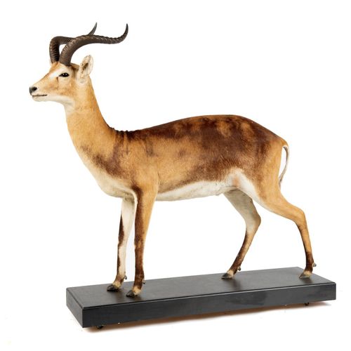 Null Sealed Bid Auction
Taxidermy: A Ugandan Kob probably by Zimmerman of Nairob&hellip;