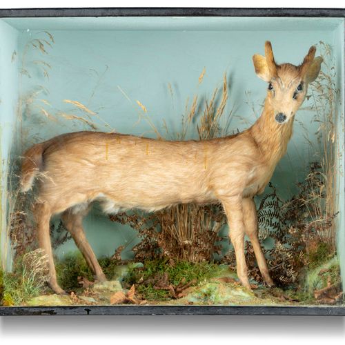 Null Sealed Bid Auction
Taxidermy: A cased Muntjac deer

early 20th century 

60&hellip;