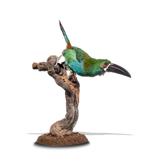 Null 
Sealed Bid Auction

Taxidermy: A South American Green Aracari toucan

mode&hellip;