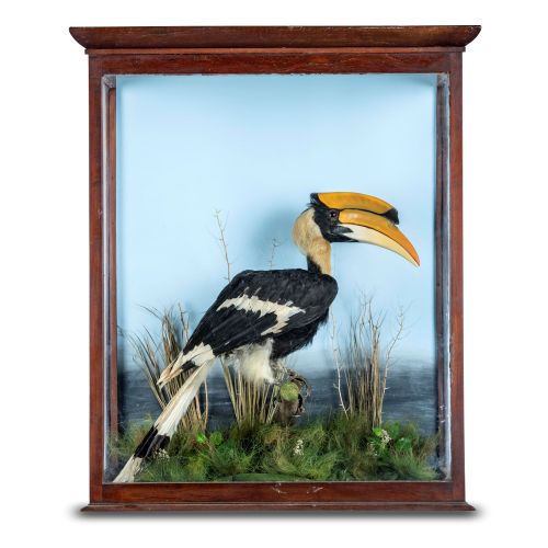 Null 
Taxidermy: A magnificent Great Indian Hornbill

19th century

in associate&hellip;