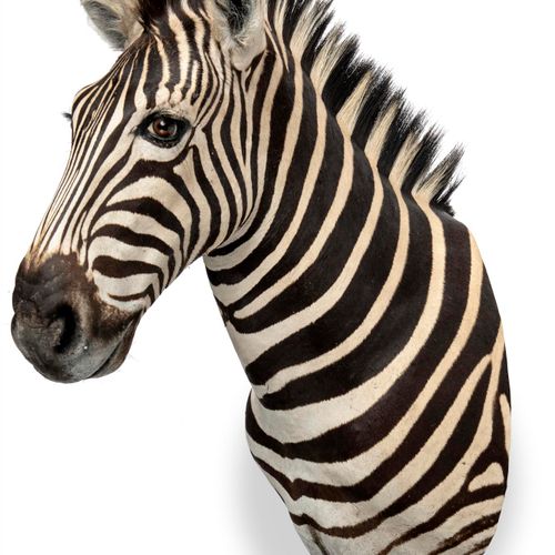 Null Sealed Bid Auction
Taxidermy: A Zebra head

recent

97cm high by 83cm deep
&hellip;