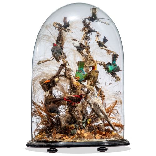 Null 
Taxidermy: A dome of colourful tropical birds

late 19th century 

66cm hi&hellip;