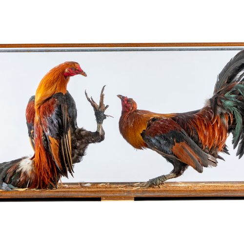 Null Sealed Bid Auction
Taxidermy: An impressive case of two fighting cocks

cir&hellip;