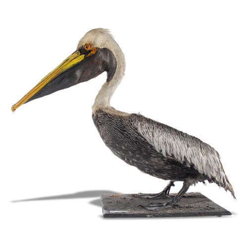Null Sealed Bid Auction
Taxidermy: A full mount Brown Pelican

late 20th century&hellip;