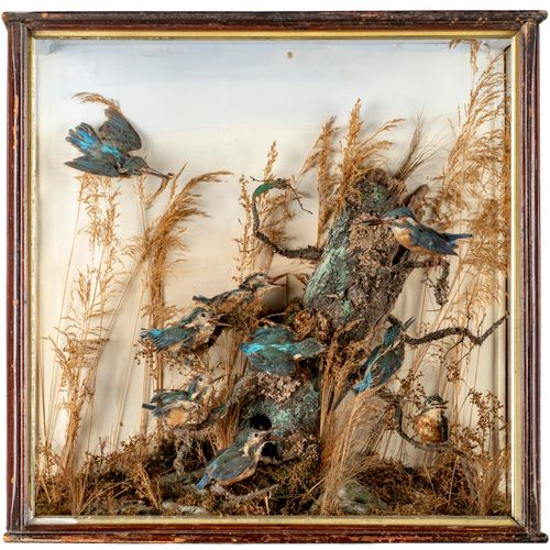 Null Sealed Bid Auction
Taxidermy: An unusual family of kingfishers

circa 1910
&hellip;