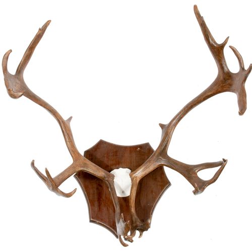 Null Sealed Bid Auction
Taxidermy/Natural History: A set of Caribou antlers on p&hellip;