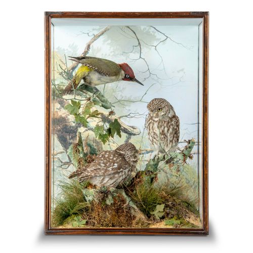 Null 
Taxidermy: A pair of Little Owls and a Woodpecker by Spicer

signed to roc&hellip;