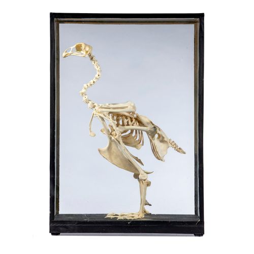 Null Sealed Bid Auction
Taxidermy: A large Cockerel skeleton in case 

recent 

&hellip;