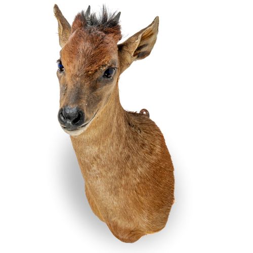 Null Sealed Bid Auction
Taxidermy: A Red-flanked duiker head mount

recent

35cm&hellip;